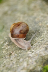 Morning snail