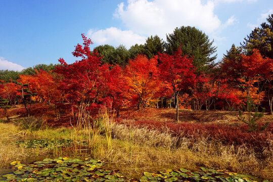 Autumn in South Korea, Nami island. Red maple leaves park. Colorful autumn season. Сolorful trees