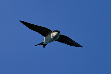 Common house martin (Delichon urbicum)