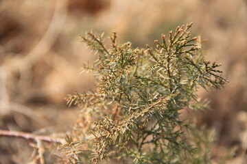 close-up of juniper in autumn. macro creeping cypress in autumn. Juniper from the cypress family in every garden is a graceful decoration due to its color and appearance.