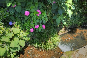 Fototapeta na wymiar 小川の辺に咲く紫陽花