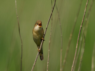 Marsh warbler (Acrocephalus palustris)