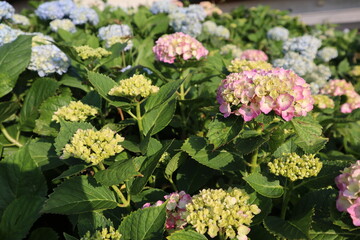 紫陽花