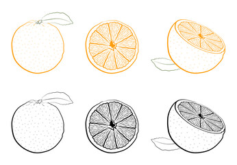 juicy fresh orange whole and cutaway. Set of black and white and color images of tropical fruit. Isolated vector on white background