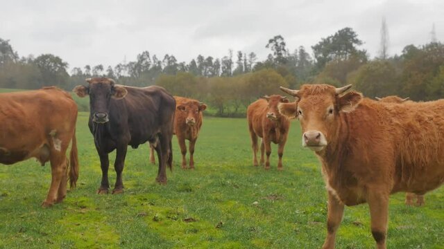 Curious black cow and brown cows standing on green pasture. Milk farm background.