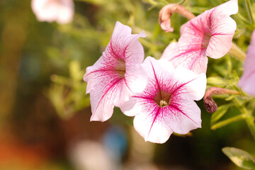 Beautiful pink colored petunias flowers with sunlight in the garden. Petunia flowers in the garden. Petunias wave.