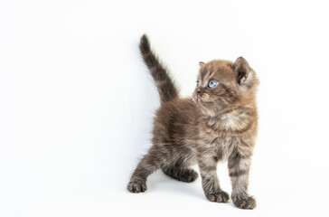 Obraz premium Cat baby tabby Kitten Cute Beautifu on white background
