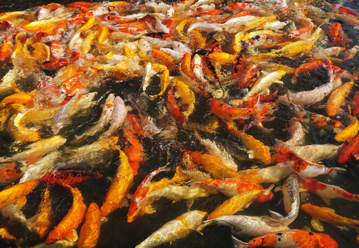 A lot of Koi Carps. Koi carp fish swimming in black pond background    