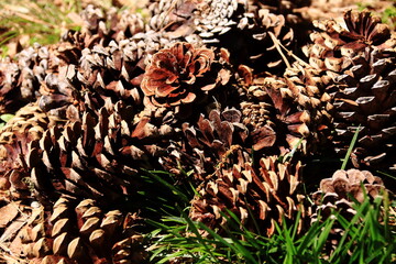 A lot of pinecones piled up on the grass
