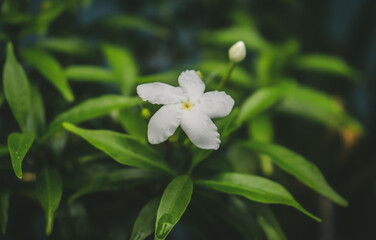 white flower in the garden