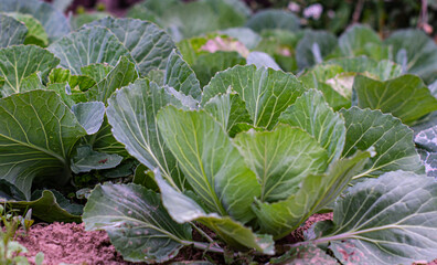 Large amount of cabbage in the initial stage of growth close-up