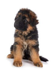 puppy german shepherd
