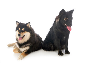  Finnish Lapphunds in studio
