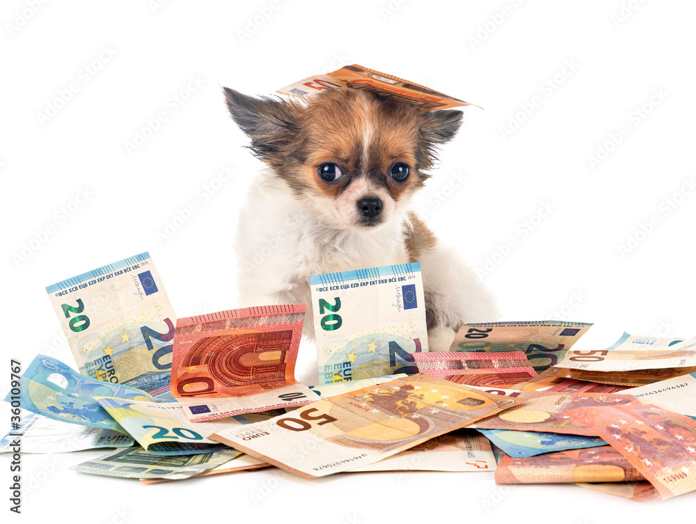 Wall mural chihuahua and money