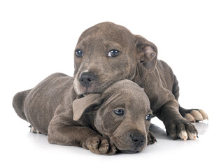 puppies staffordshire bull terrier