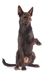 Australian Kelpie in studio