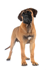 young bullmastiff in studio