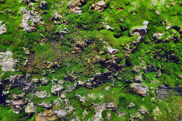wet green moss lichen on ground
