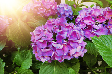 purple hydrangea flowers at the green leaves garden with oragne sun light ray