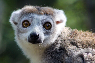 Fototapeta premium Regard de lémurien
