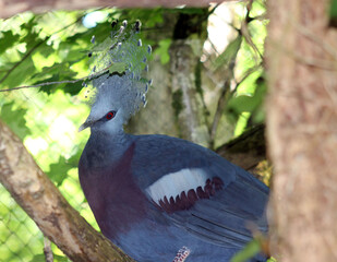 Pigeon