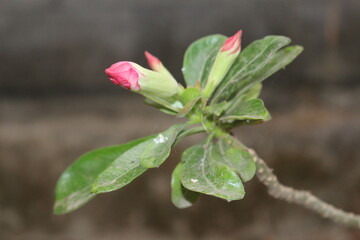 red rose bud