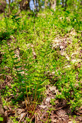 Green fern in a forest