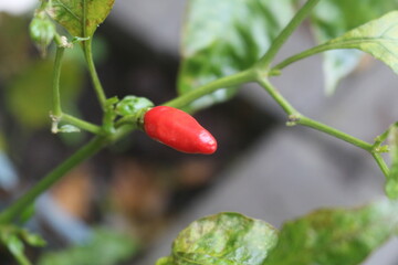 tomato plant in the garden