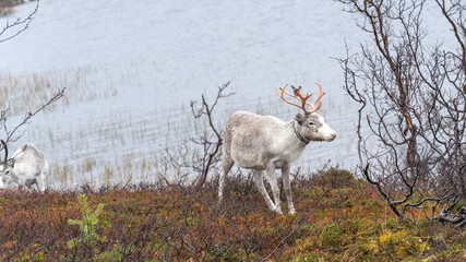 Obraz premium Ren Rangifer tarandus, Finnmark, Norwegen