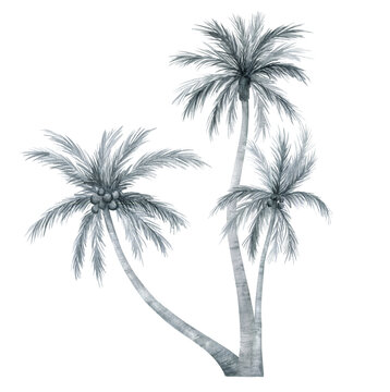 Watercolor palm tree in black and white color isolated on white background. Coconut tree in gently silver color. Vintage illustration elements. Floral jungle.