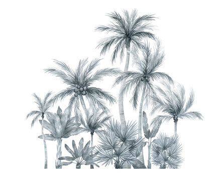 Watercolor compositions with palm tree in black and white color isolated on white background. Coconut and banana tree in gently silver color. Vintage illustration elements. Floral jungle.