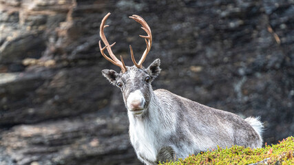 Ren Rangifer tarandus, Finnmark, Norwegen