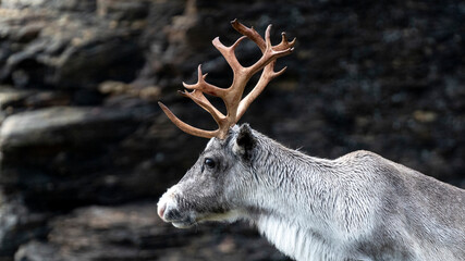 Ren Rangifer tarandus, Finnmark, Norwegen