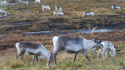 Ren Rangifer tarandus, Finnmark, Norwegen