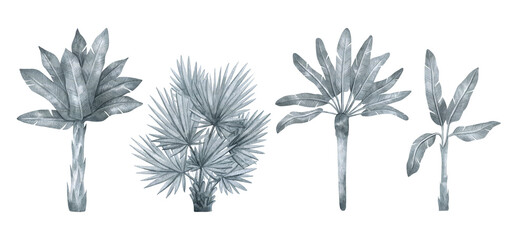 Watercolor palm tree in black and white color isolated on white background. Banana tree in gently silver color. Vintage illustration elements. Floral jungle.