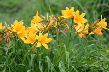 ニッコウキスゲ