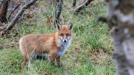 Rotfuchs Vulpes vulpes, Finnmark, Norwegen