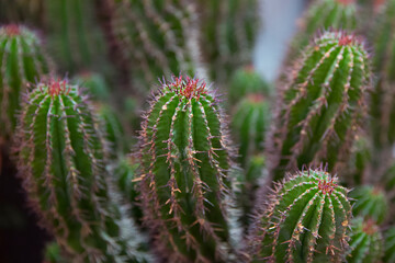 Closeup Cactus isolated on green Texture Background. Pilosocereus is a genus of cactus. Tree cactus is a common name for Pilosocereus species.