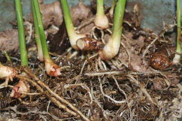 ant on the ground