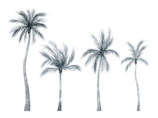 Fototapeta na wymiar Watercolor palm tree in black and white color isolated on white background. Coconut tree in gently silver color. Vintage illustration elements. Floral jungle.
