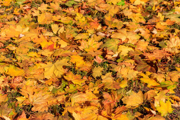 Background of the autumn maple leaves