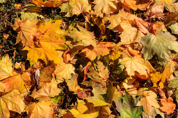 Background of the autumn maple leaves