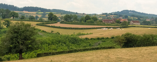 Beautiful campaign in France, in Burgundy, with a typical farm and a herd of cows
