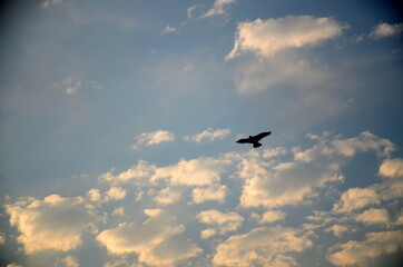 Kite flying in the sky among the clouds during sunset in the evening.
