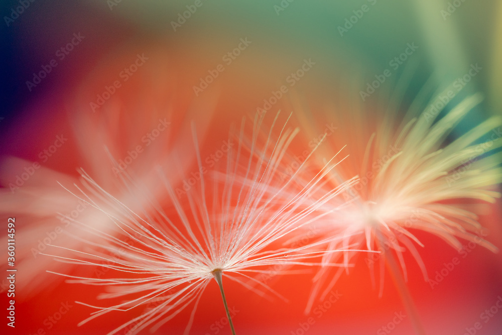 Wall mural abstract blurred nature background dandelion seeds parachute. abstract nature bokeh pattern