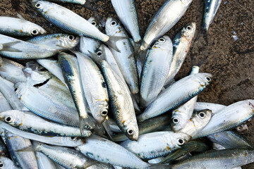 raw fresh sardine fish on the ground in local market phuket thailand