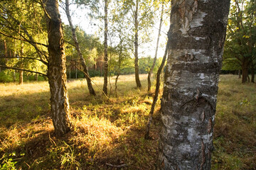 
Rays of the rising sun in the forest 