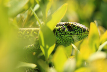 Close up of Lacerta agilis reptile head.