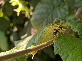 wasp on a leaf
