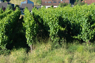 Obraz na płótnie Canvas Rows of grape vines cultivated on a south facing hillside in Germany on town outskirts